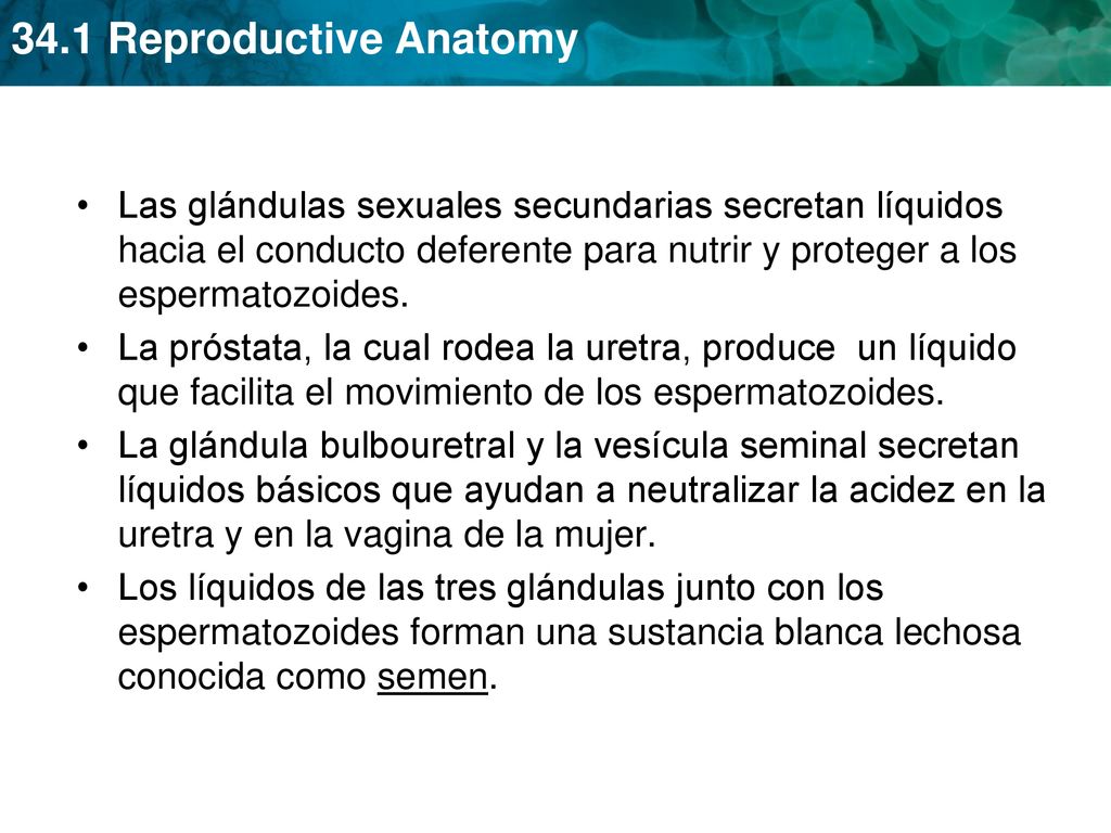 Las glándulas sexuales secundarias secretan líquidos hacia el conducto deferente para nutrir y proteger a los espermatozoides.