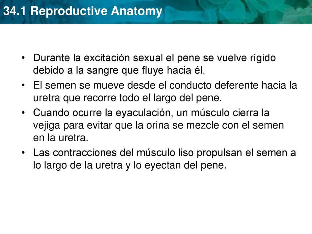 Durante la excitación sexual el pene se vuelve rígido debido a la sangre que fluye hacia él.