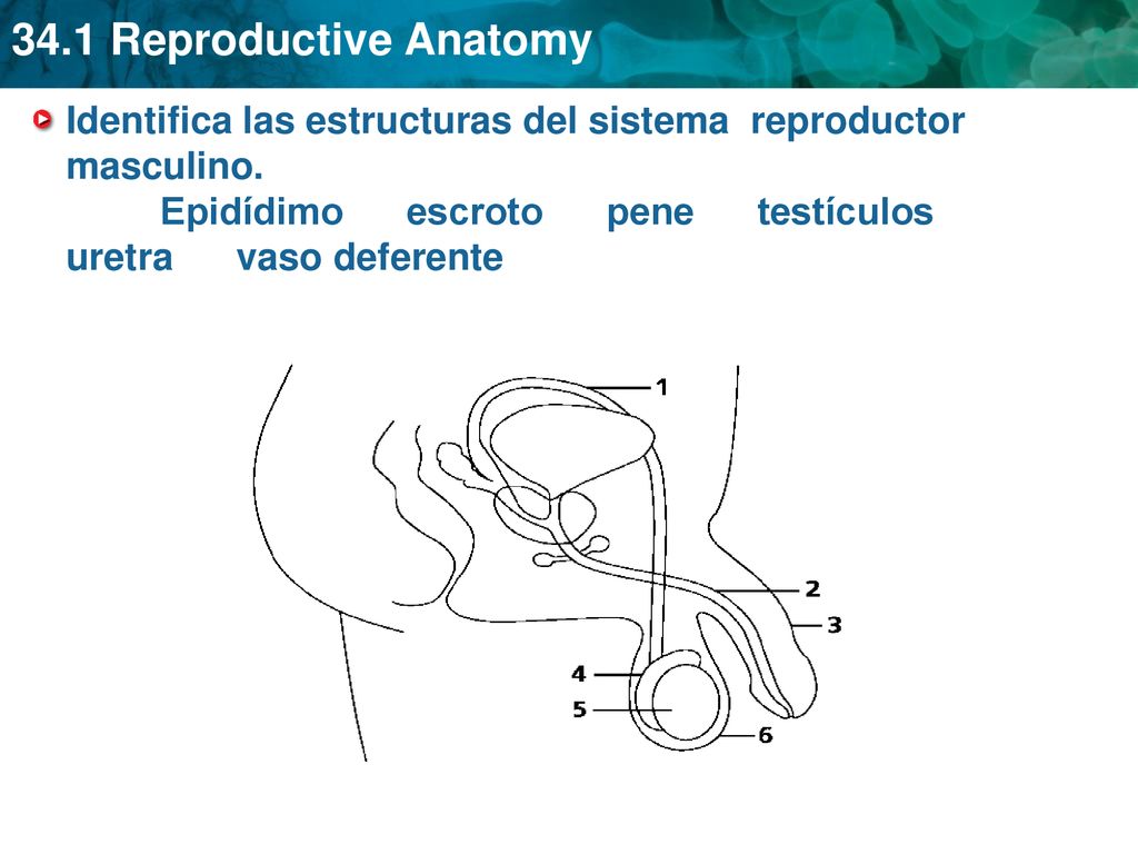 Identifica las estructuras del sistema reproductor masculino