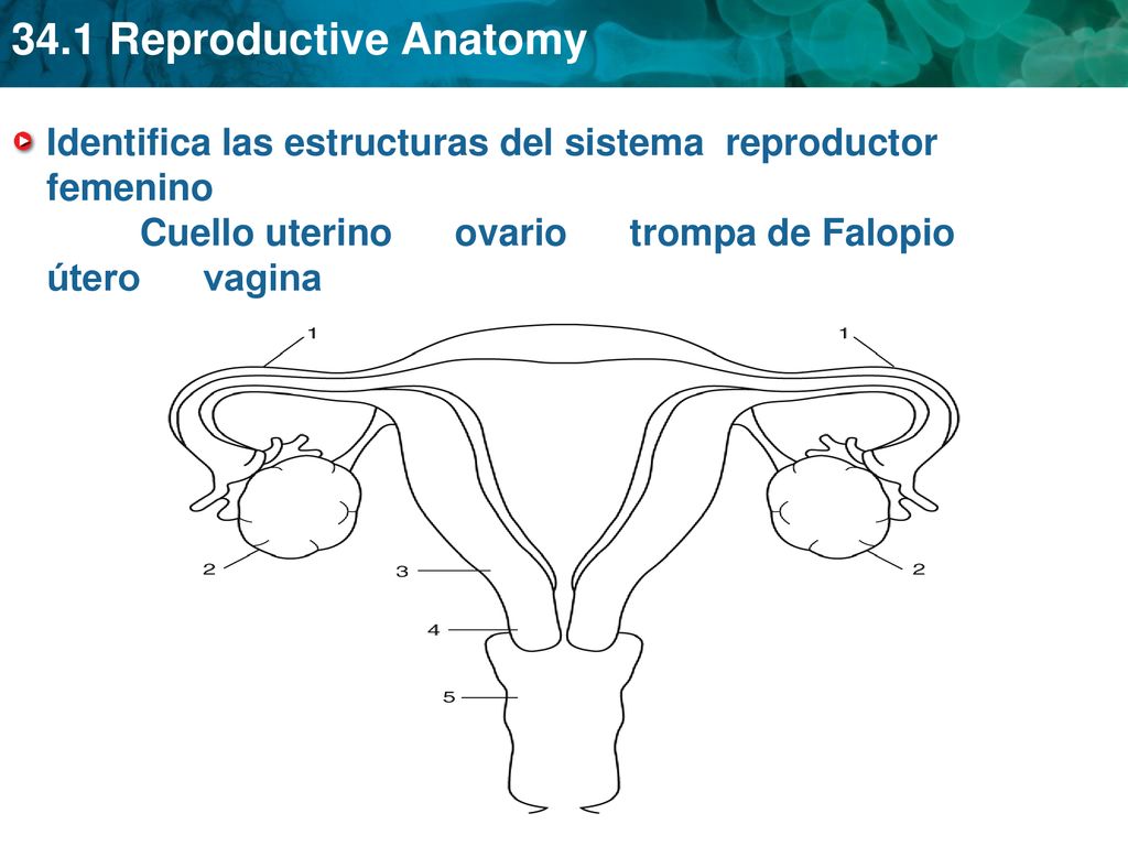 Identifica las estructuras del sistema reproductor femenino Cuello uterino ovario trompa de Falopio útero vagina