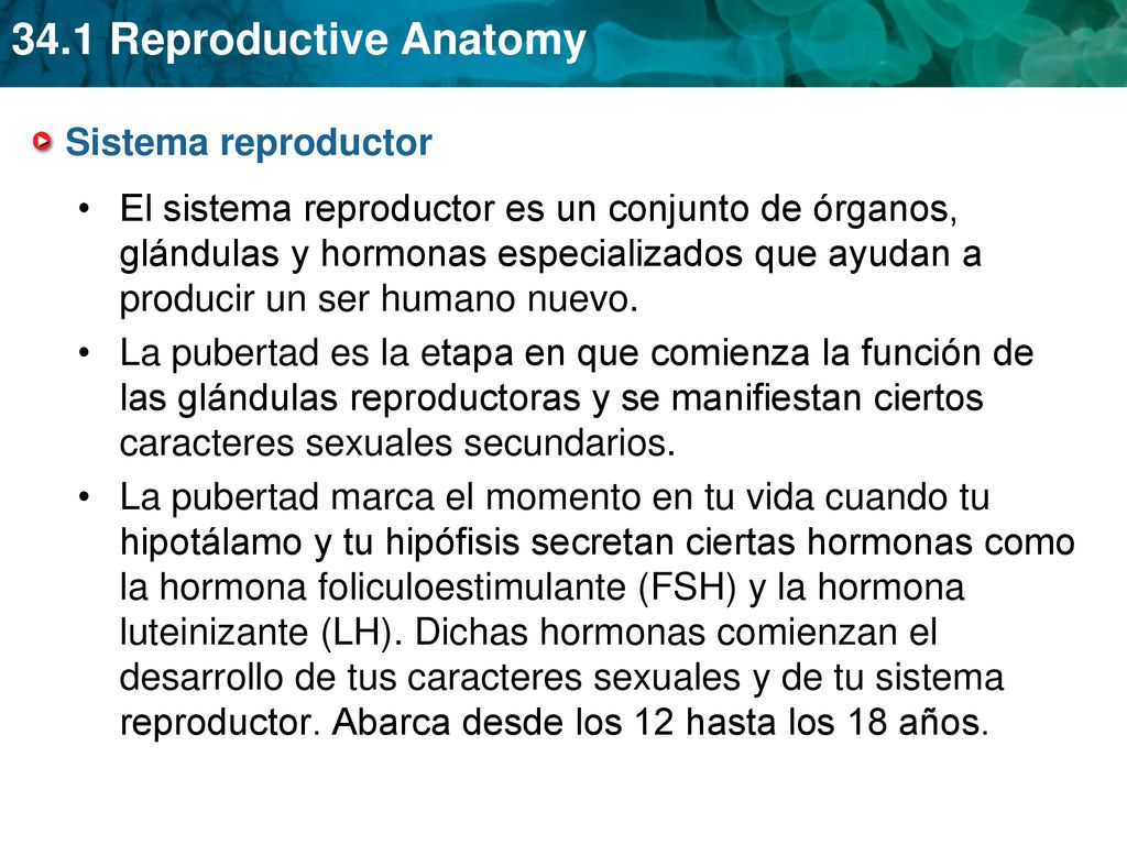 Sistema reproductor El sistema reproductor es un conjunto de órganos, glándulas y hormonas especializados que ayudan a producir un ser humano nuevo.