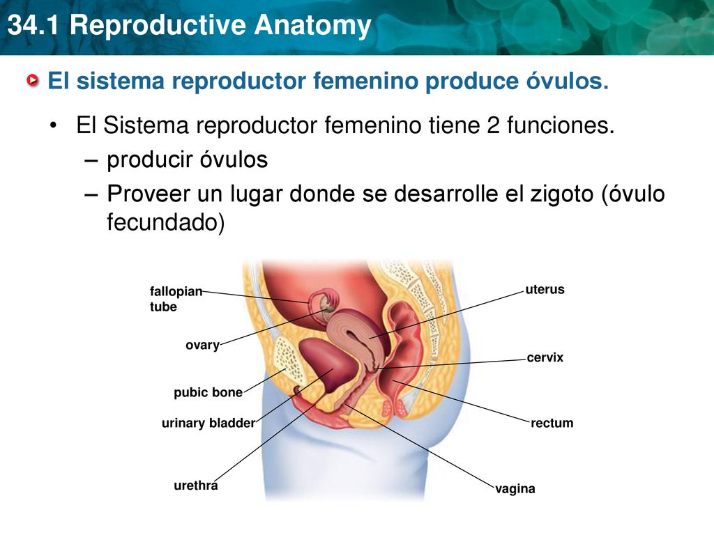 El sistema reproductor femenino produce óvulos.