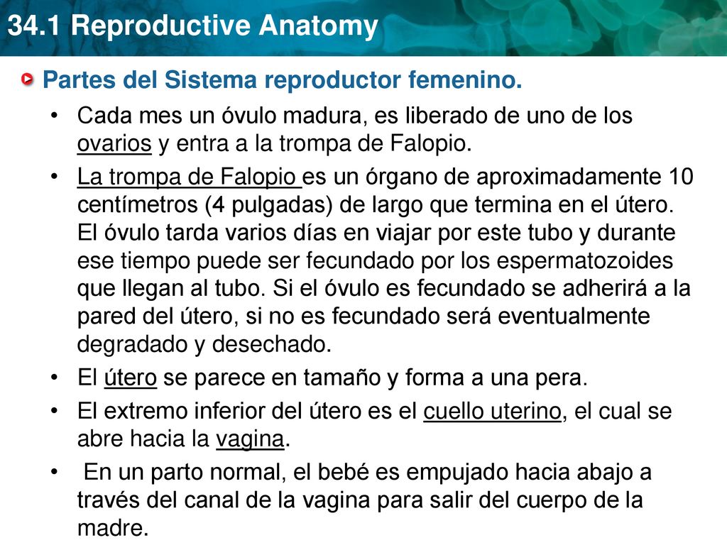 Partes del Sistema reproductor femenino.