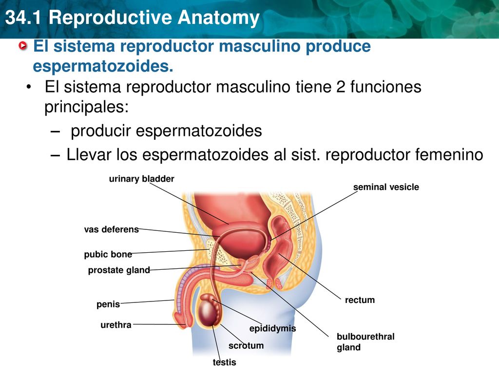 El sistema reproductor masculino produce espermatozoides.