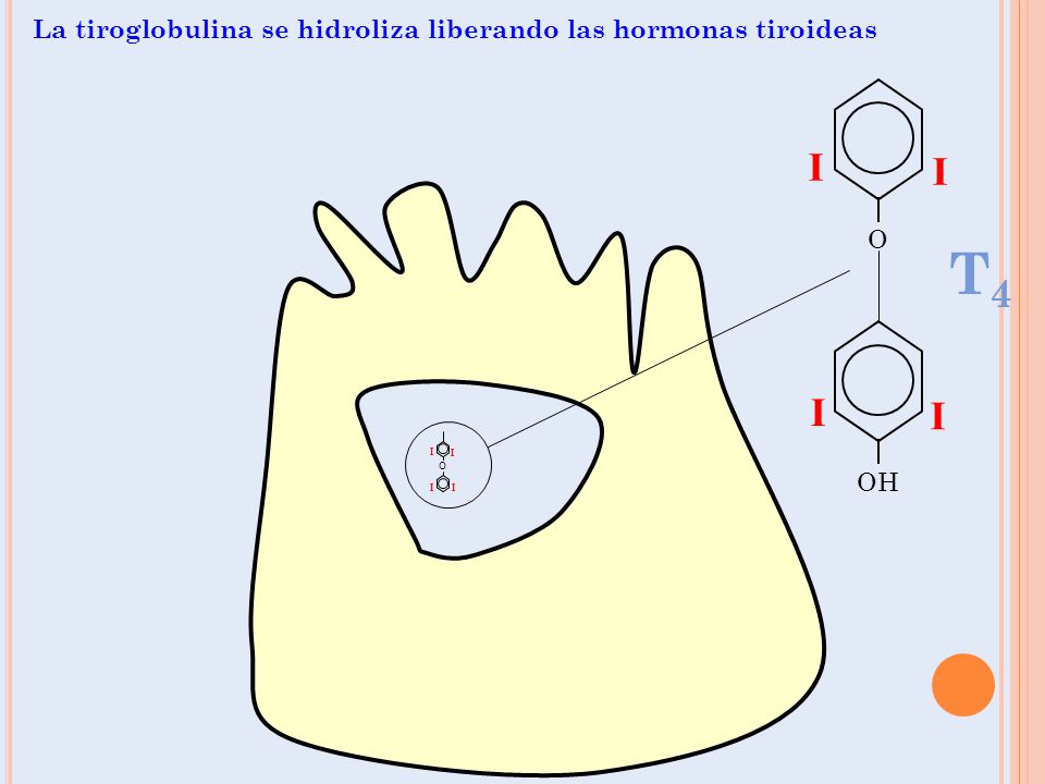 T4 I La tiroglobulina se hidroliza liberando las hormonas tiroideas O
