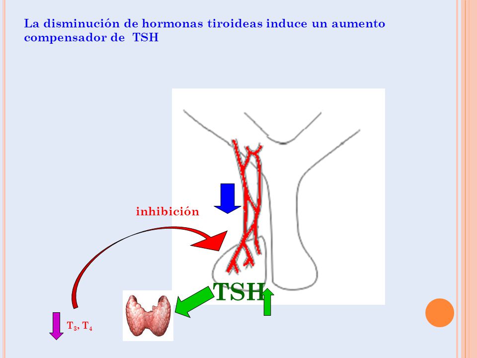 La disminución de hormonas tiroideas induce un aumento compensador de TSH