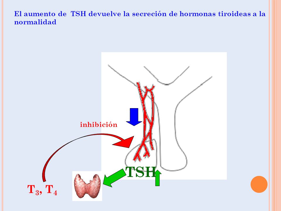El aumento de TSH devuelve la secreción de hormonas tiroideas a la normalidad