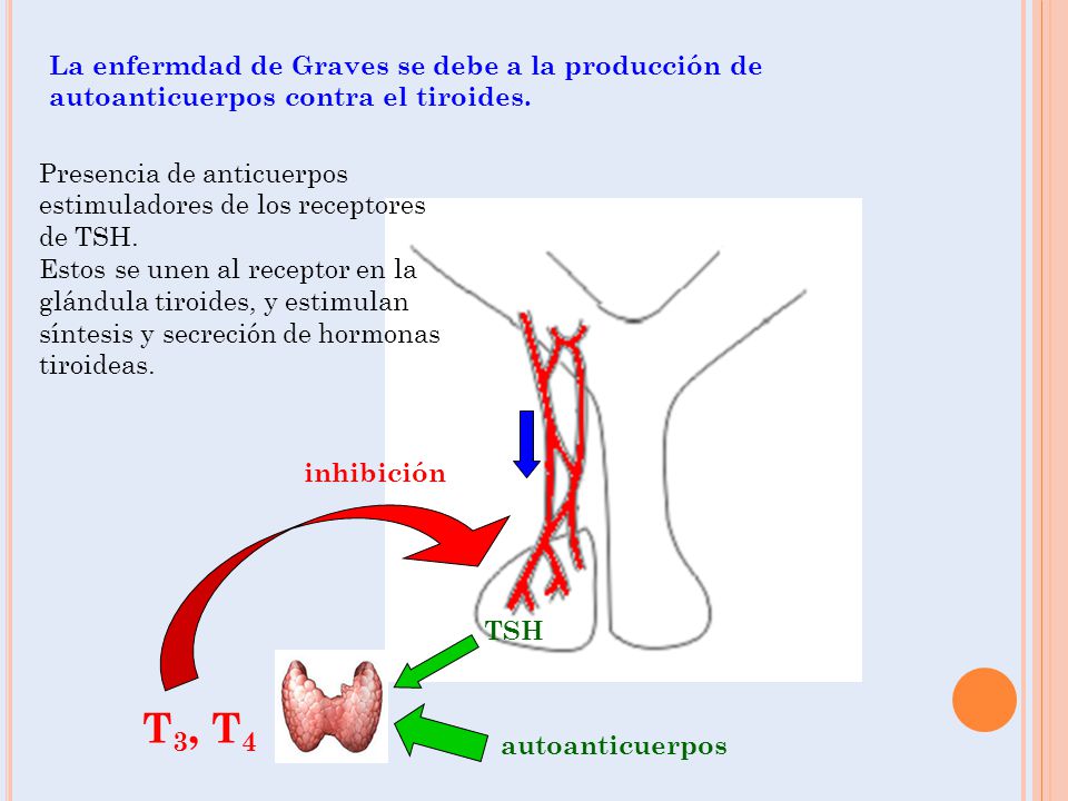 La enfermdad de Graves se debe a la producción de autoanticuerpos contra el tiroides.