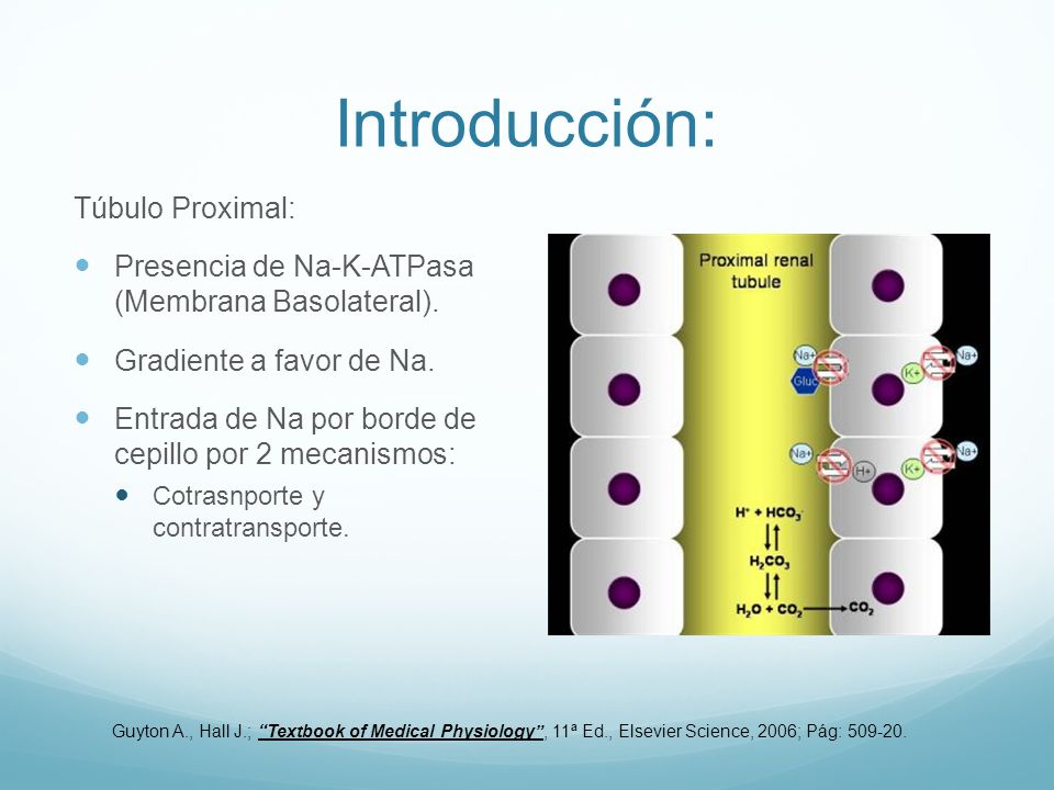 Introducción: Túbulo Proximal: