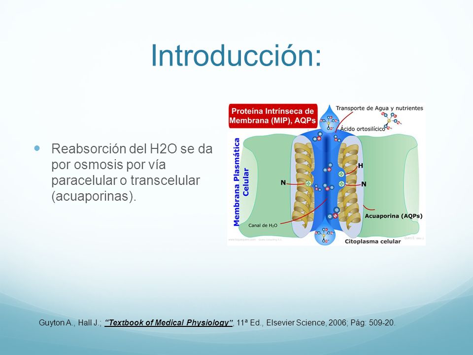 Introducción: Reabsorción del H2O se da por osmosis por vía paracelular o transcelular (acuaporinas).