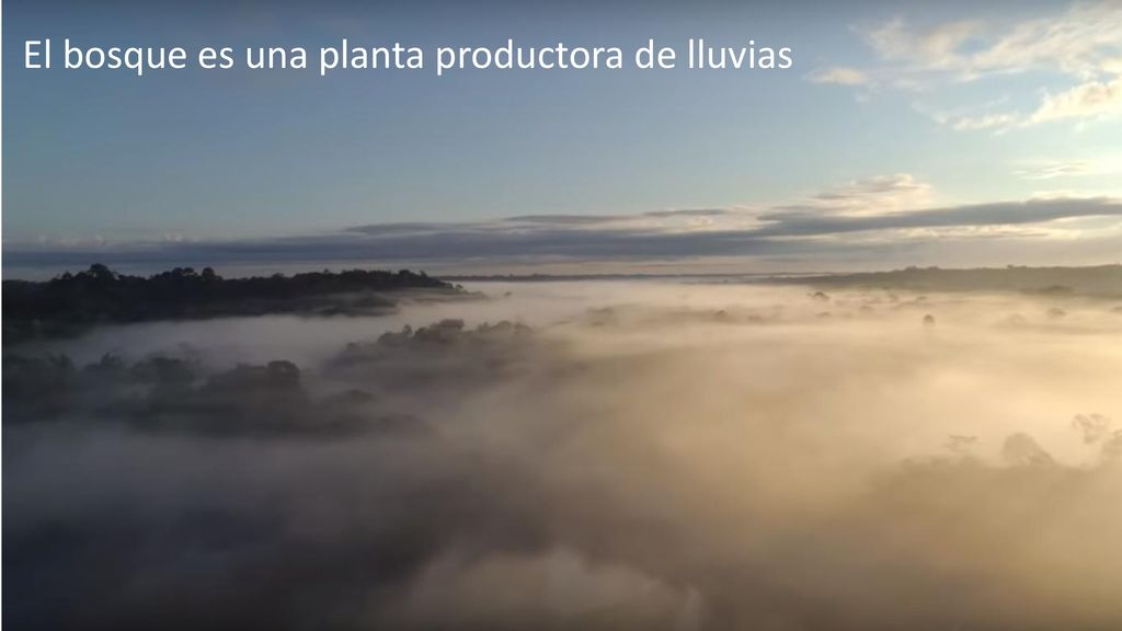 El bosque es una planta productora de lluvias