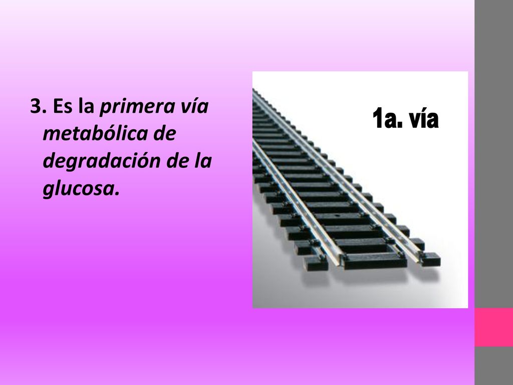 3. Es la primera vía metabólica de degradación de la glucosa.
