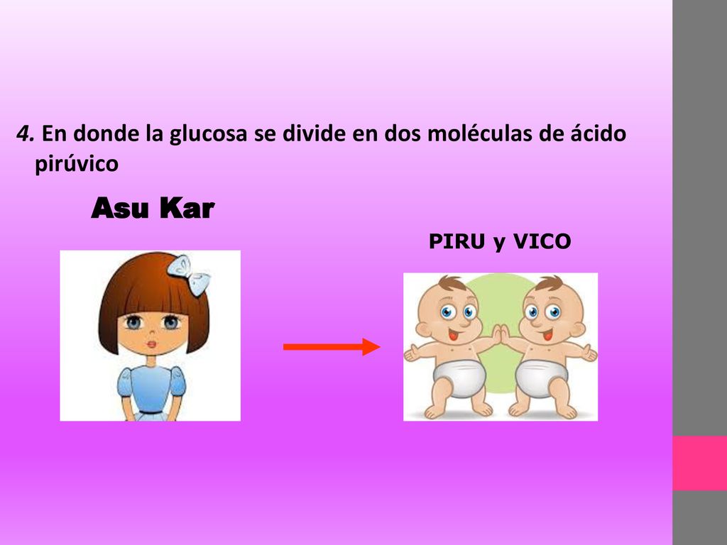 4. En donde la glucosa se divide en dos moléculas de ácido pirúvico