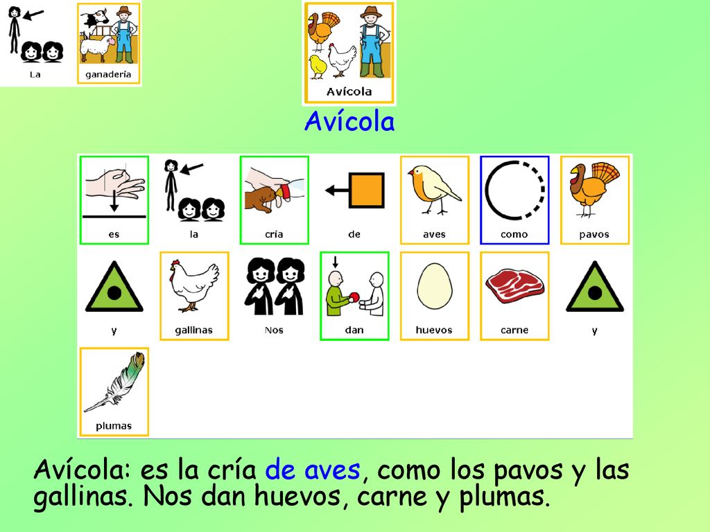 Avícola Avícola: es la cría de aves, como los pavos y las gallinas. Nos dan huevos, carne y plumas.