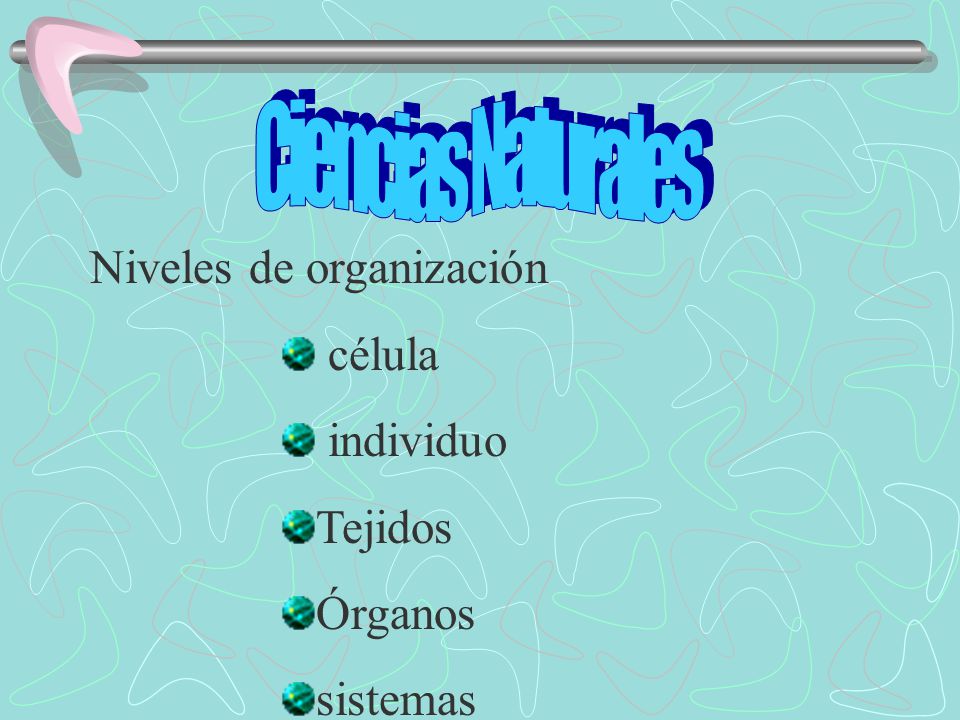 Ciencias Naturales Niveles de organización célula individuo Tejidos Órganos sistemas