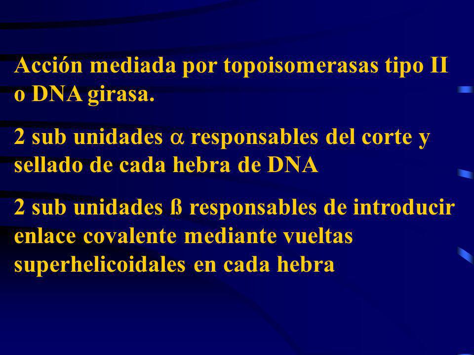 Acción mediada por topoisomerasas tipo II o DNA girasa.