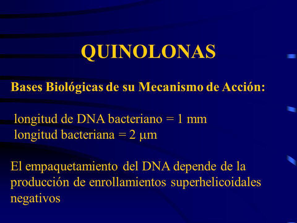 QUINOLONAS Bases Biológicas de su Mecanismo de Acción: