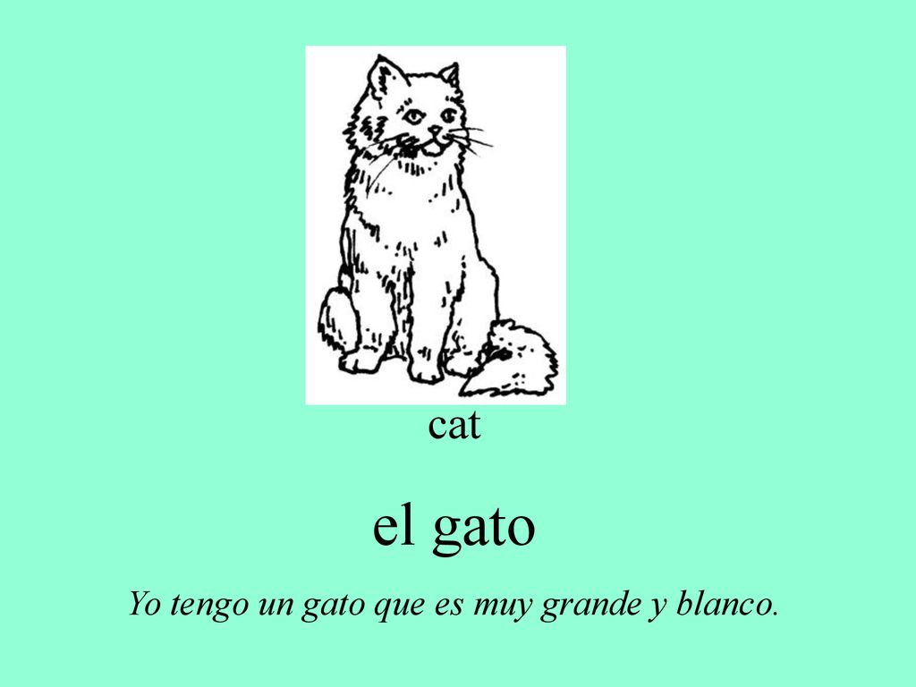 Yo tengo un gato que es muy grande y blanco.