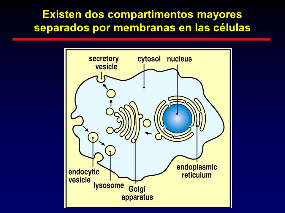 Existen dos compartimentos mayores separados por membranas en las células