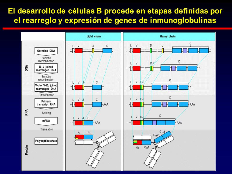 El desarrollo de células B procede en etapas definidas por el rearreglo y expresión de genes de inmunoglobulinas
