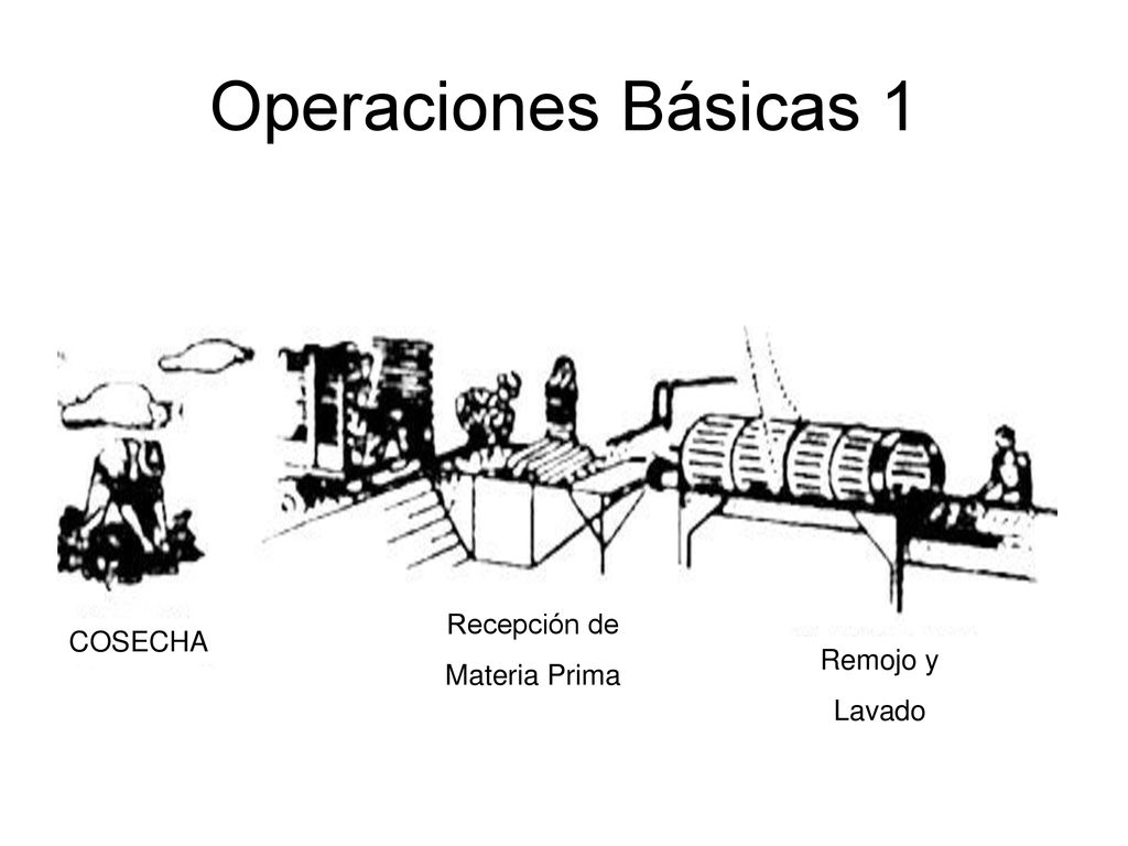 Operaciones Básicas 1 Recepción de COSECHA Materia Prima Remojo y