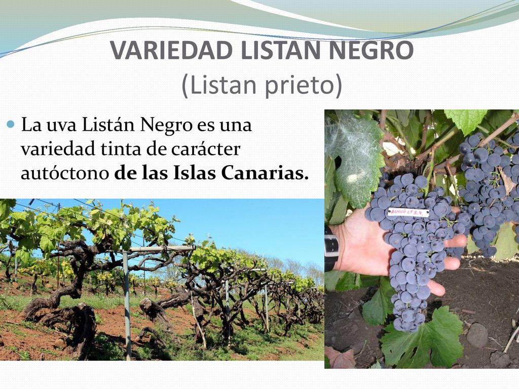 VARIEDAD LISTAN NEGRO (Listan prieto)