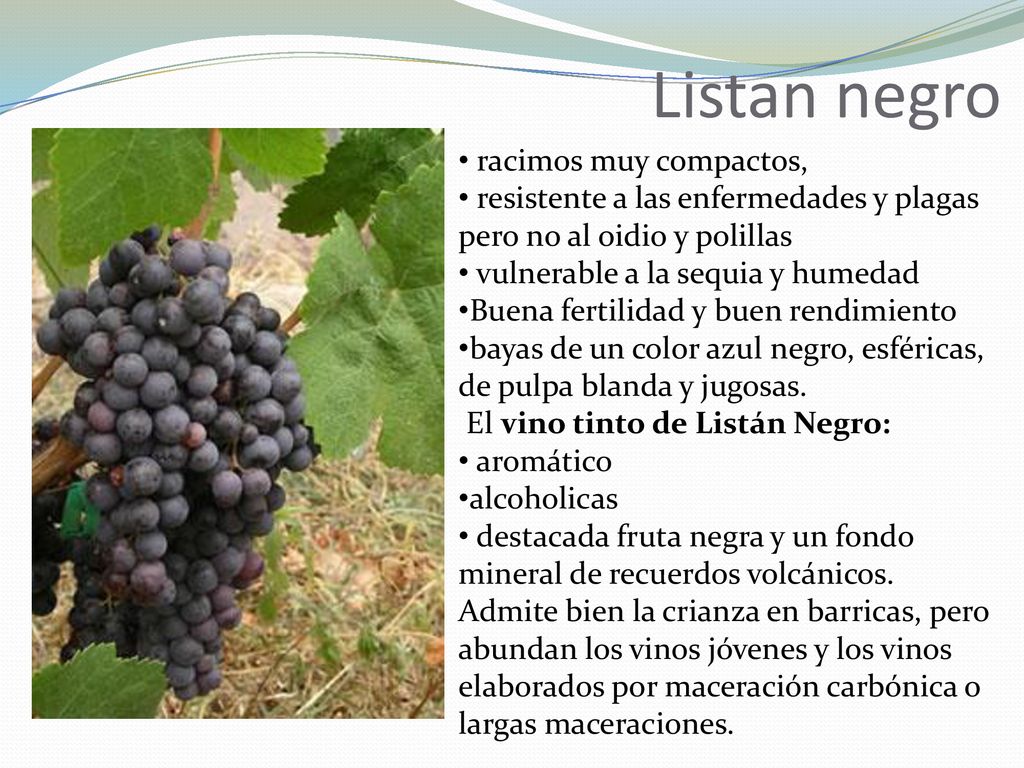 Listan negro racimos muy compactos,