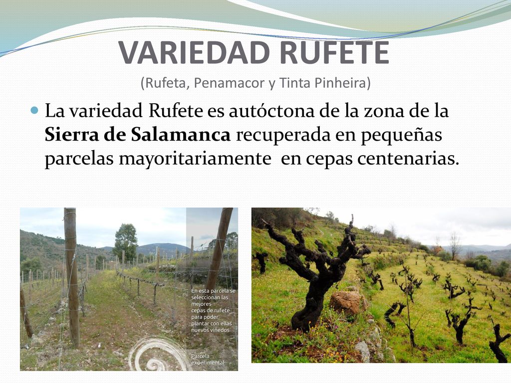 VARIEDAD RUFETE (Rufeta, Penamacor y Tinta Pinheira)