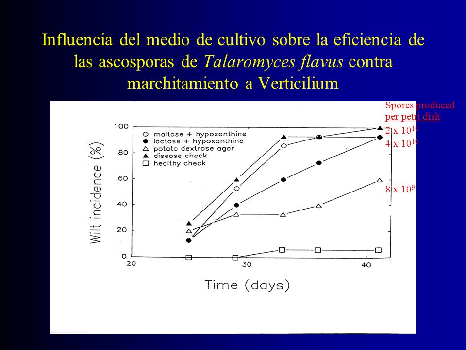 Influencia del medio de cultivo sobre la eficiencia de las ascosporas de Talaromyces flavus contra marchitamiento a Verticilium