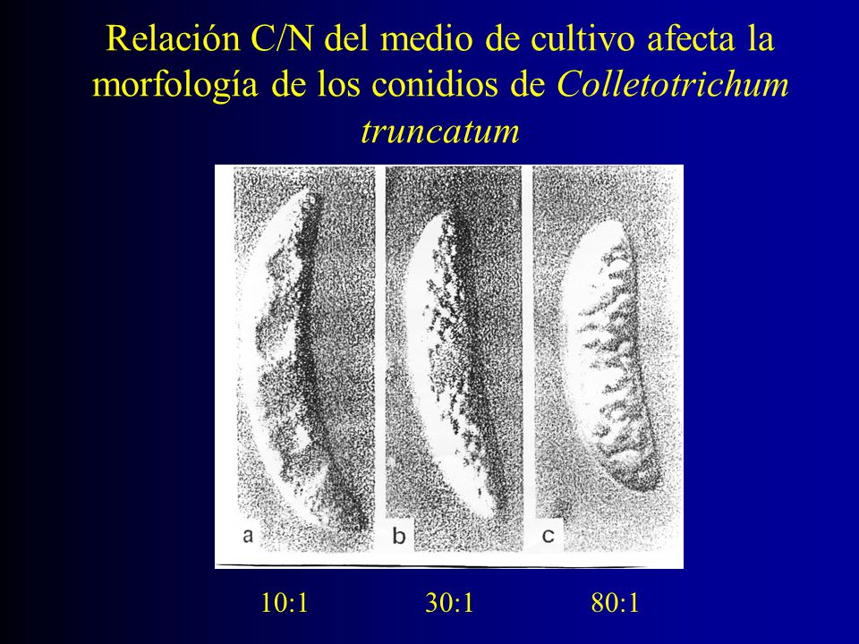 Relación C/N del medio de cultivo afecta la morfología de los conidios de Colletotrichum truncatum