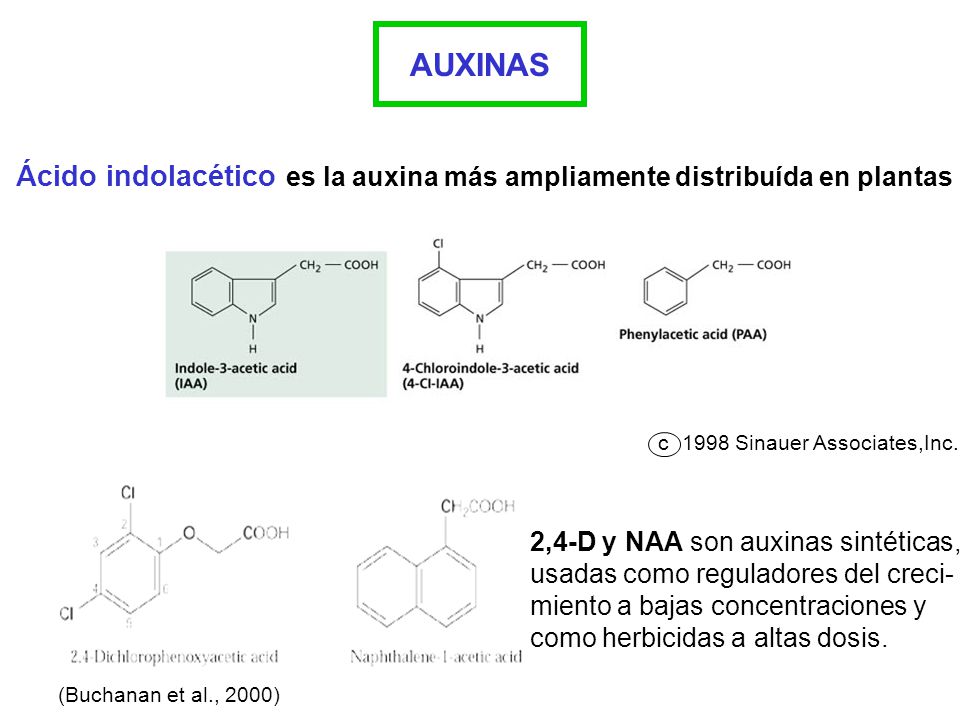 AUXINAS Ácido indolacético es la auxina más ampliamente distribuída en plantas. c Sinauer Associates,Inc.
