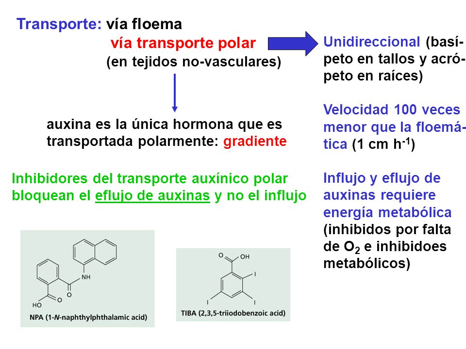 Transporte: vía floema vía transporte polar (en tejidos no-vasculares)