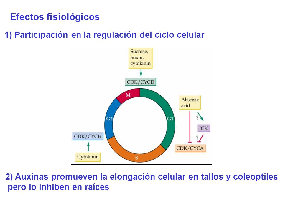 Efectos fisiológicos 1) Participación en la regulación del ciclo celular. 2) Auxinas promueven la elongación celular en tallos y coleoptiles.