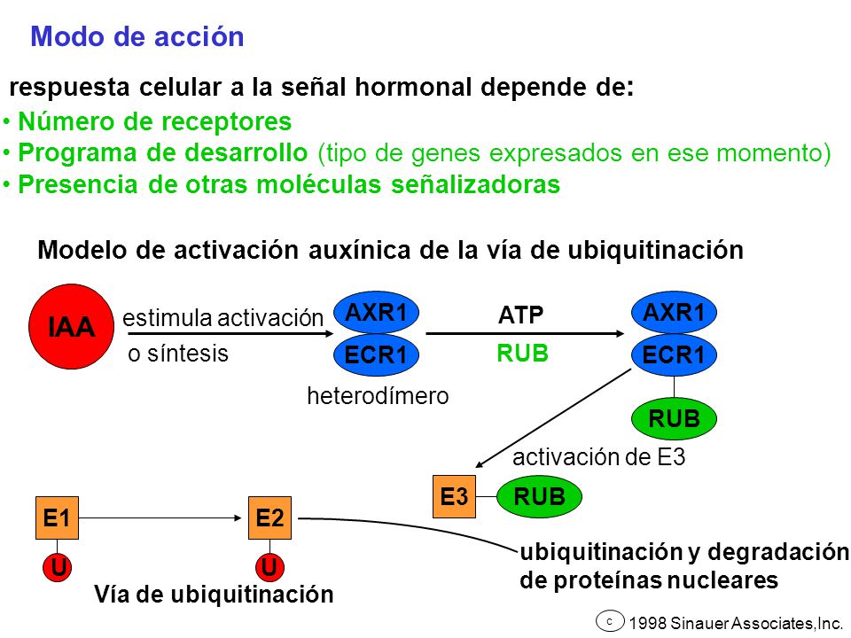 Modo de acción IAA respuesta celular a la señal hormonal depende de: