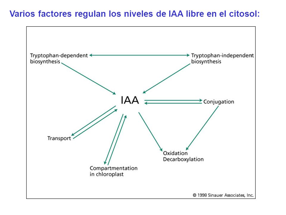 Varios factores regulan los niveles de IAA libre en el citosol: