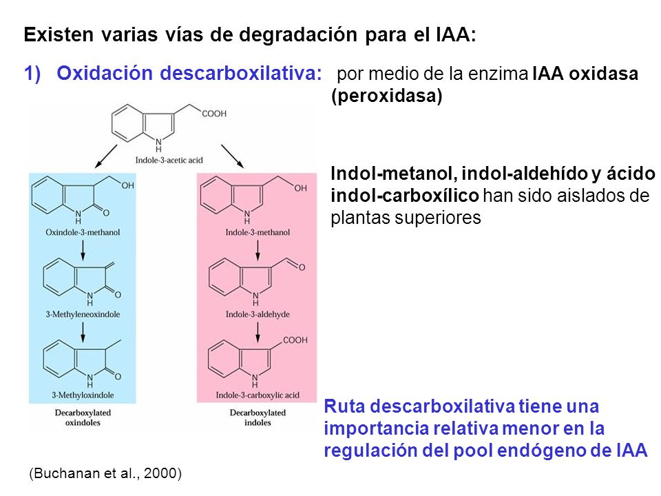 Existen varias vías de degradación para el IAA: