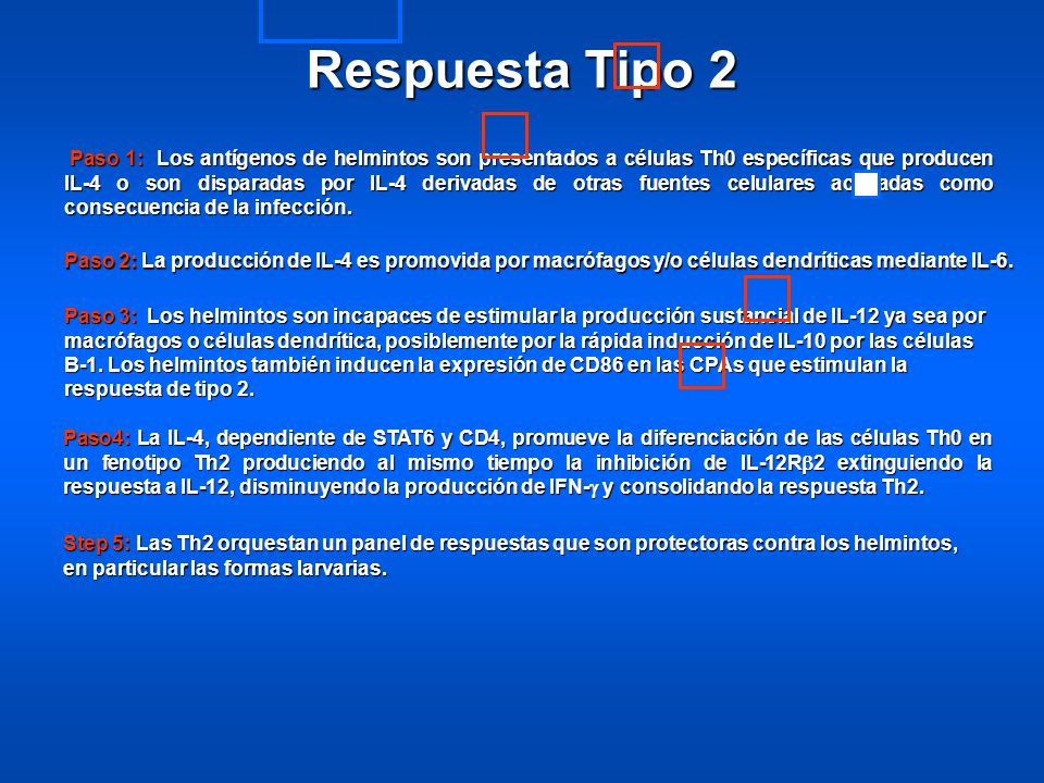 Paso 1: Los antígenos de helmintos son presentados a células Th0 específicas que producen IL-4 o son disparadas por IL-4 derivadas de otras fuentes celulares activadas como consecuencia de la infección.