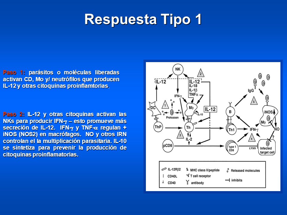 Paso 1: parásitos o moléculas liberadas activan CD, Mo y/ neutrófilos que producen IL-12 y otras citoquinas proinflamtorias.