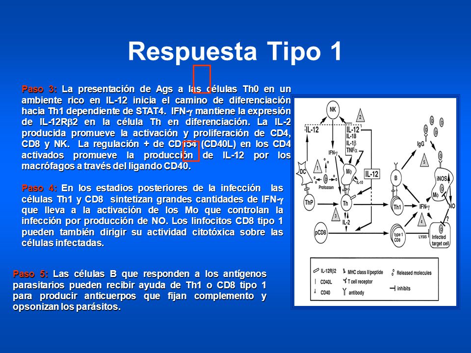 Paso 3: La presentación de Ags a las células Th0 en un ambiente rico en IL-12 inicia el camino de diferenciación hacia Th1 dependiente de STAT4. IFN-g mantiene la expresión de IL-12Rb2 en la célula Th en diferenciación. La IL-2 producida promueve la activación y proliferación de CD4, CD8 y NK. La regulación + de CD154 (CD40L) en los CD4 activados promueve la producción de IL-12 por los macrófagos a través del ligando CD40.