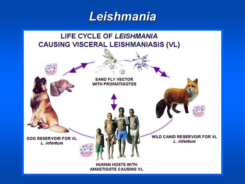 Leishmania