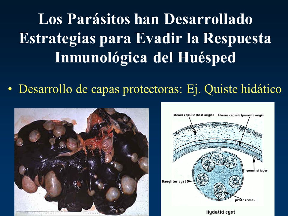 Los Parásitos han Desarrollado Estrategias para Evadir la Respuesta Inmunológica del Huésped