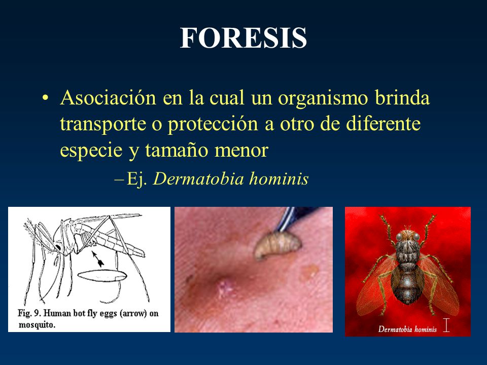 FORESIS Asociación en la cual un organismo brinda transporte o protección a otro de diferente especie y tamaño menor.