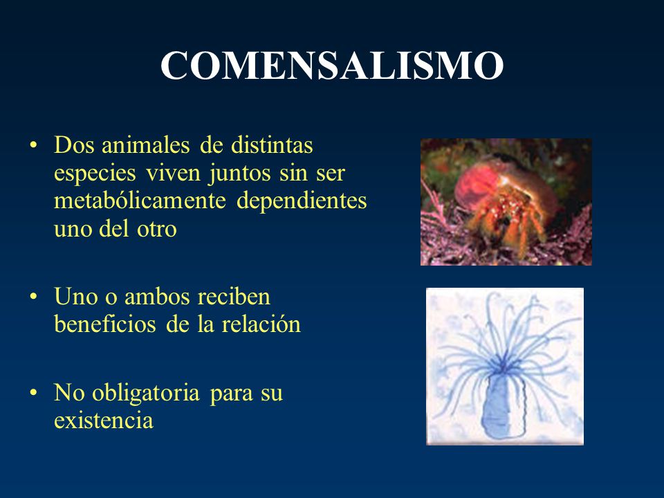 COMENSALISMO Dos animales de distintas especies viven juntos sin ser metabólicamente dependientes uno del otro.