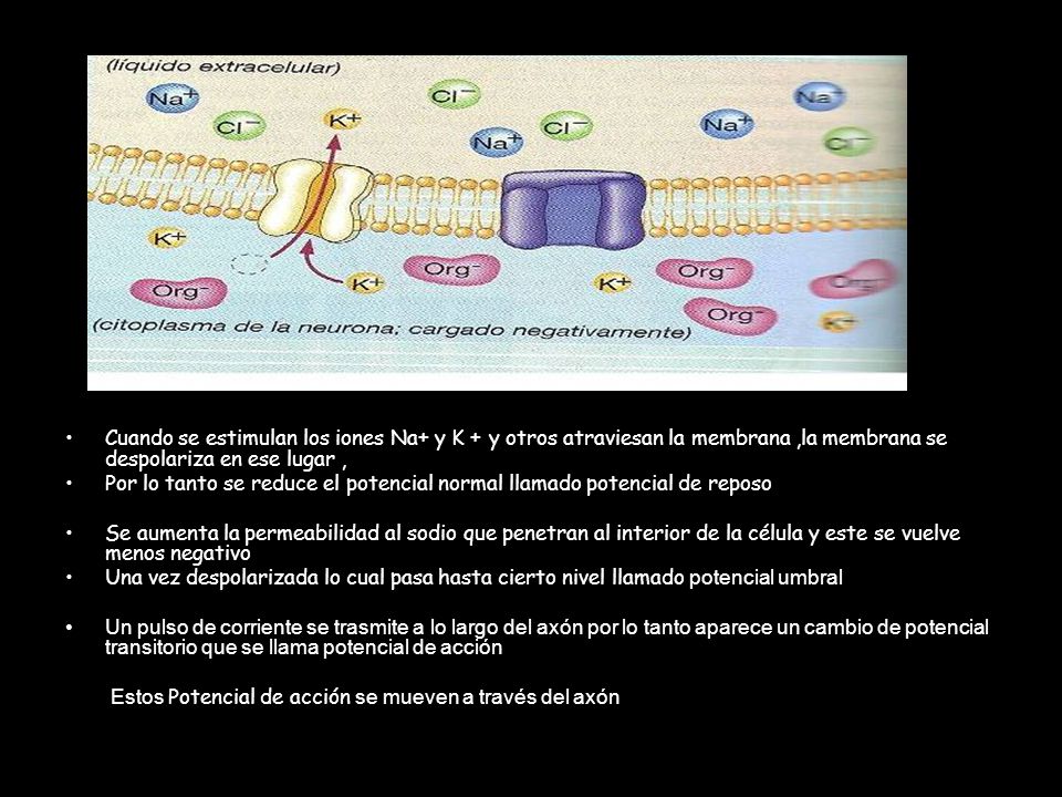 Cuando se estimulan los iones Na+ y K + y otros atraviesan la membrana ,la membrana se despolariza en ese lugar ,