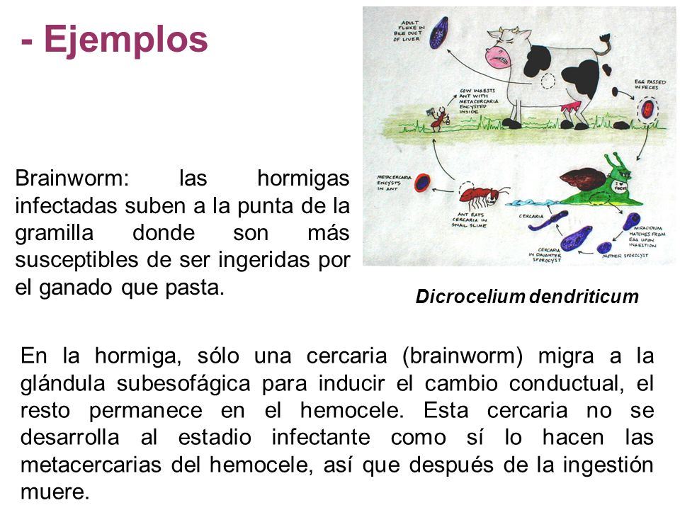 - Ejemplos Brainworm: las hormigas infectadas suben a la punta de la gramilla donde son más susceptibles de ser ingeridas por el ganado que pasta.