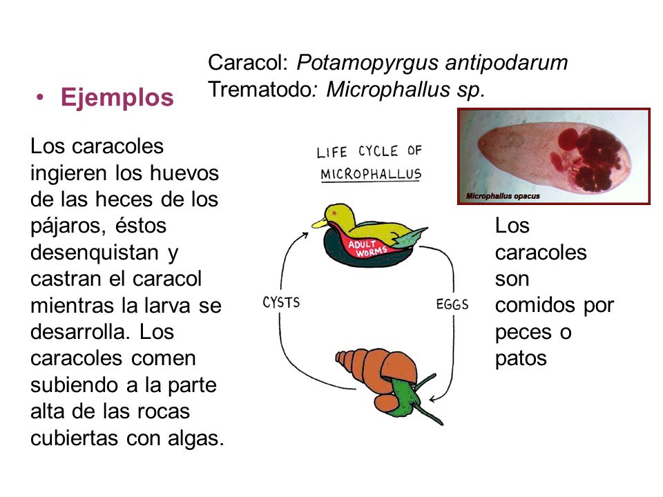 Ejemplos Caracol: Potamopyrgus antipodarum Trematodo: Microphallus sp.