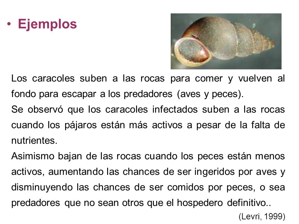 Ejemplos Los caracoles suben a las rocas para comer y vuelven al fondo para escapar a los predadores (aves y peces).