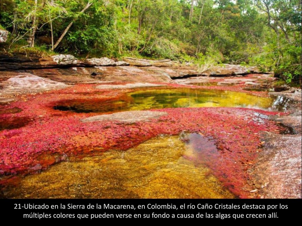 21-Ubicado en la Sierra de la Macarena, en Colombia, el río Caño Cristales destaca por los múltiples colores que pueden verse en su fondo a causa de las algas que crecen allí.