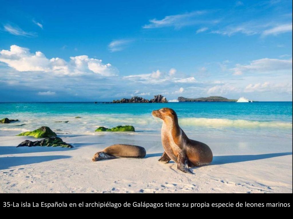 35-La isla La Española en el archipiélago de Galápagos tiene su propia especie de leones marinos