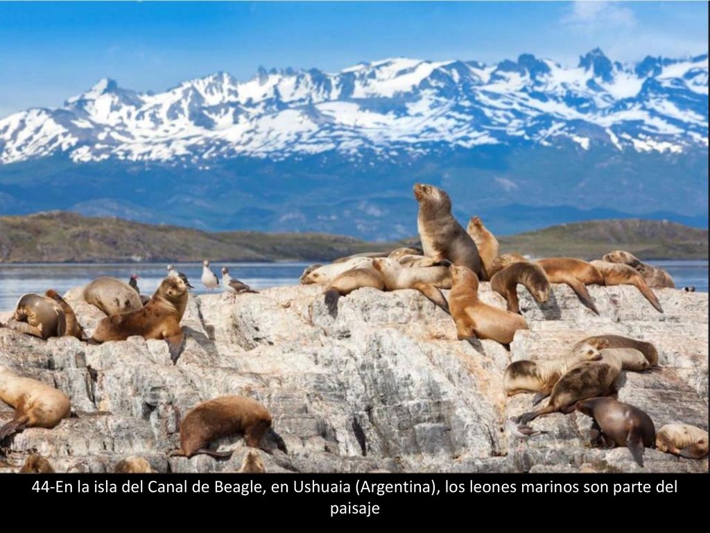 44-En la isla del Canal de Beagle, en Ushuaia (Argentina), los leones marinos son parte del paisaje